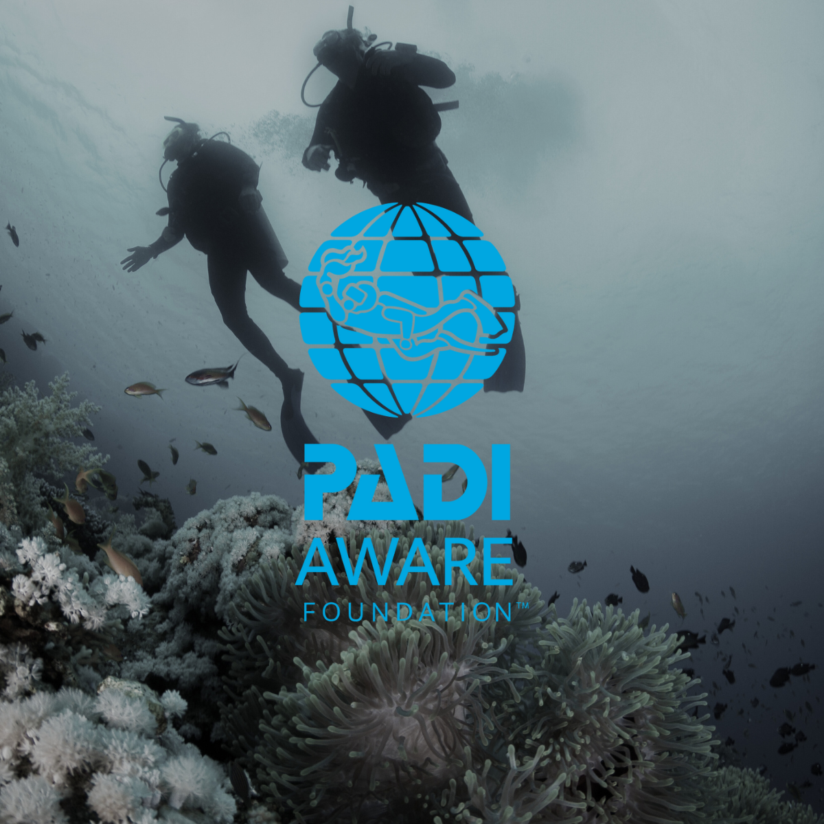 Kolibri Partners with PADI AWARE to Protect Our Oceans: Part 1 - Dive Against Debris