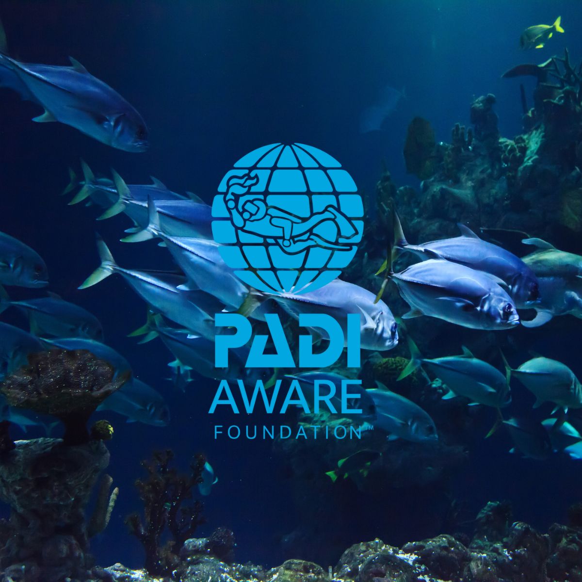 Kolibri Partners with PADI AWARE to Protect Our Oceans: Part 3 - Guardians of a Fragile World