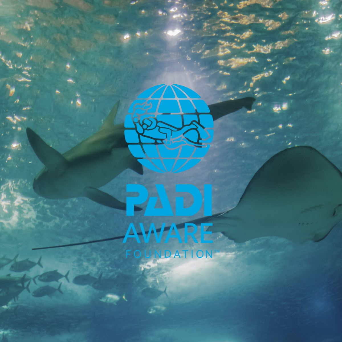Kolibri Partners with PADI AWARE to Protect Our Oceans: Part 4 - Sea Sentinels: Protecting Sharks and Rays